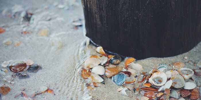 Beachcombing For Beginners