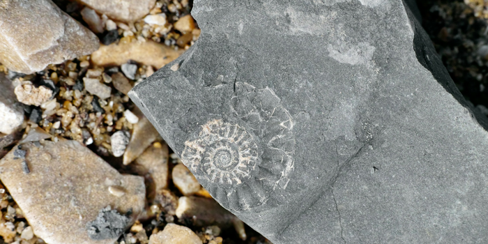 Fossil Hunting? Check The Weather First!