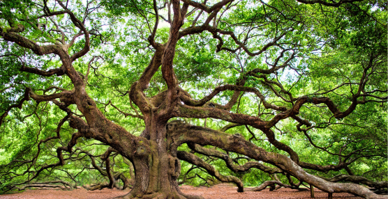 Why Our Landscapes Matter: National Tree Week