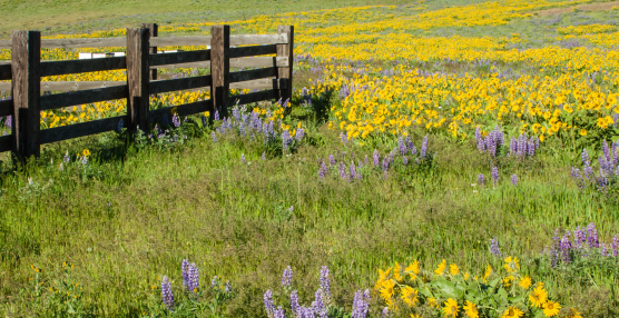A Beginners Guide to Spotting May Wildflowers