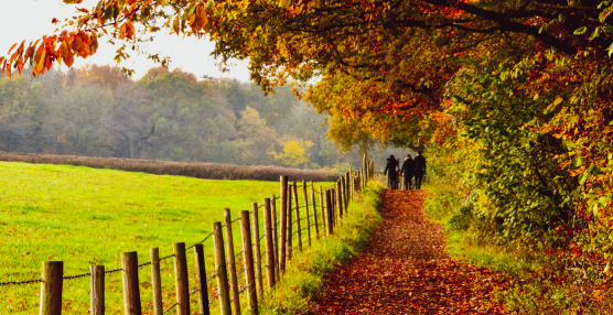 Seasonal Shifts: Autumn in the UK - ClimeMET