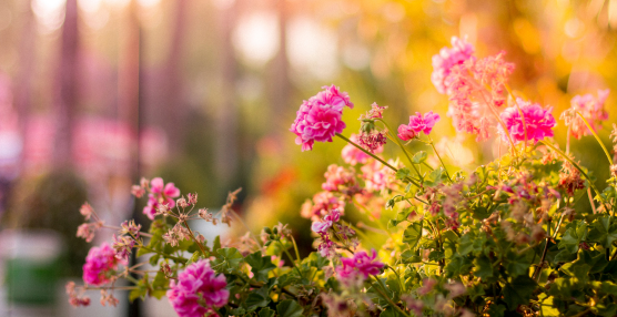 Using Weather Data for a Thriving Summer Garden