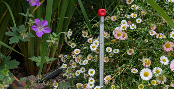 Soil Temperature & Garden Pests: What Lies Beneath