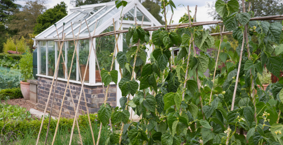 Why Your Allotment Needs a Hygrometer