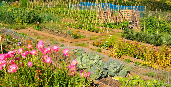 Building Biodiversity this National Allotment Week