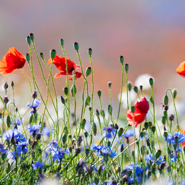 Wild Flower Seed Balls